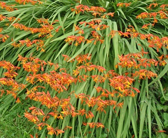 Crocosmia X crocosmiiflora