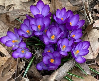 Crocus tommasinianus