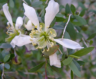 Crossosoma bigelovii