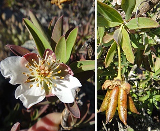 Crossosoma californicum