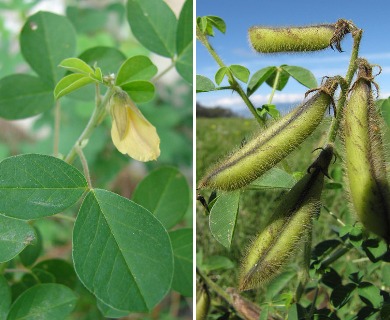 Crotalaria incana