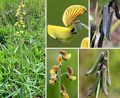 Crotalaria lanceolata