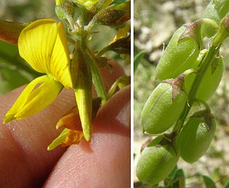 Crotalaria pumila