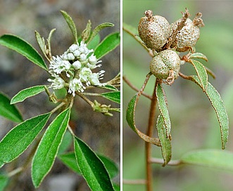 Croton argyranthemus