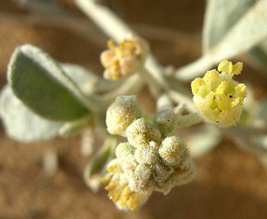 Croton californicus