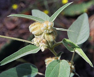 Croton lindheimeri