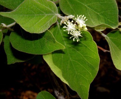 Croton morifolius