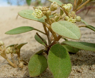 Croton punctatus