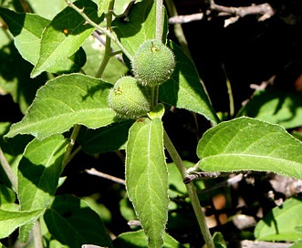 Croton sonorae