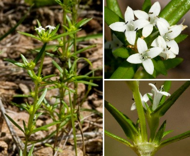 Crusea diversifolia