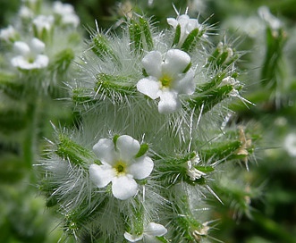 Cryptantha barbigera