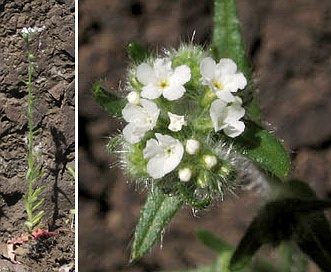 Cryptantha clevelandii