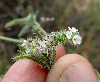 Cryptantha decipiens