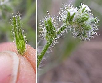 Cryptantha fendleri