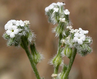 Cryptantha flaccida