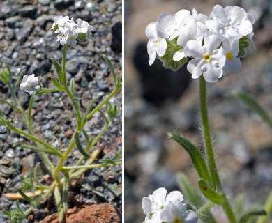 Cryptantha hispidula