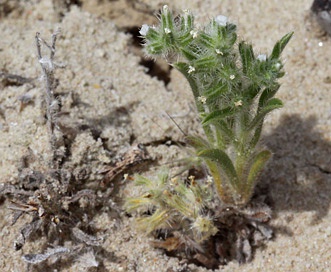 Cryptantha kelseyana