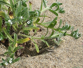 Cryptantha leiocarpa