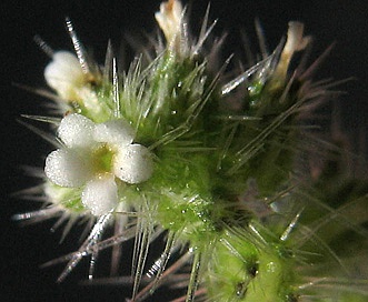 Cryptantha microstachys