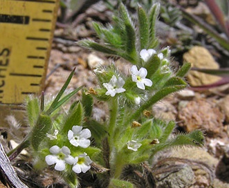 Cryptantha minima