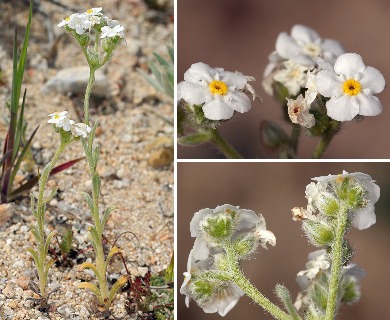 Cryptantha mohavensis