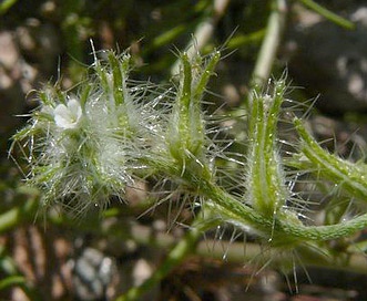 Cryptantha nevadensis