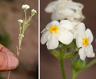 Cryptantha oxygona