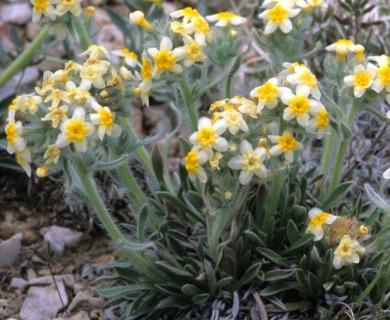 Cryptantha paysonii