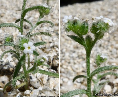 Cryptantha pterocarya