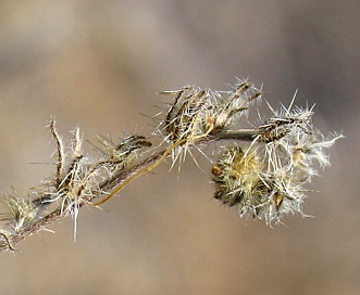 Cryptantha rattanii