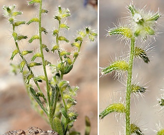 Cryptantha recurvata