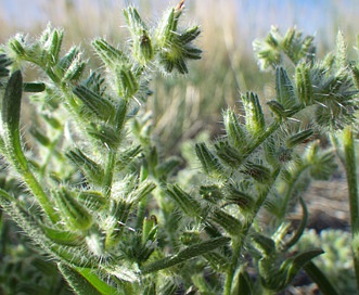 Cryptantha scoparia