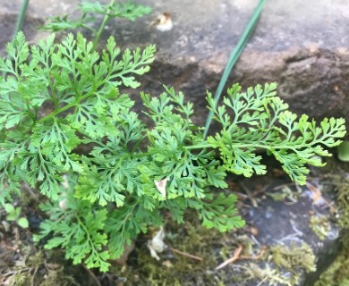 Cryptogramma crispa