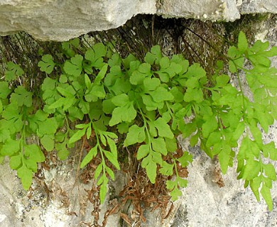 Cryptogramma stelleri