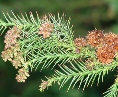 Cryptomeria japonica