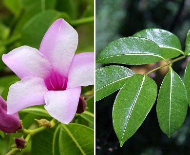 Cryptostegia grandiflora