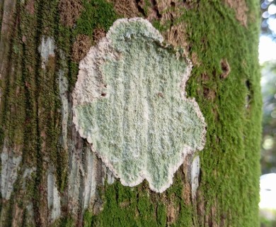 Cryptothecia striata
