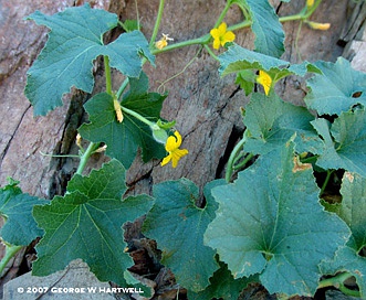 Cucumis melo