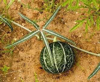 Cucurbita digitata