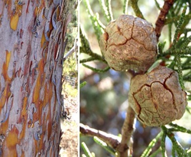 Cupressus bakeri