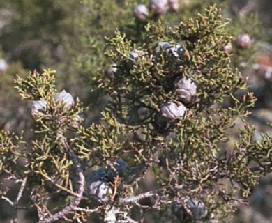 Cupressus goveniana