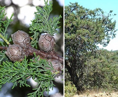 Cupressus macnabiana