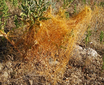 Cuscuta approximata