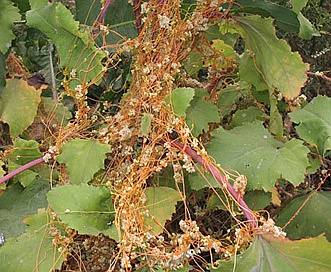 Cuscuta campestris