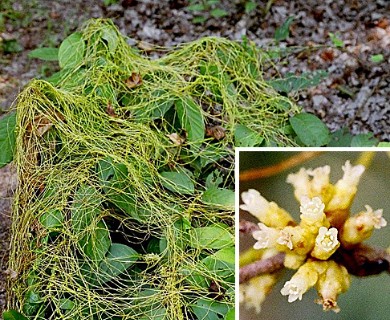 Cuscuta compacta