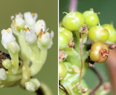 Cuscuta coryli