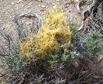 Cuscuta denticulata