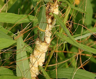 Cuscuta glomerata