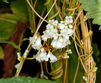 Cuscuta gronovii