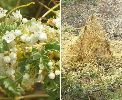 Cuscuta indecora